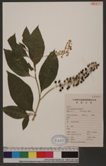 Phytollaca acinosa Roxb. 臺灣商陸