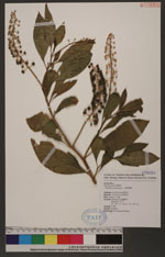 Phytollaca americana Linn. 美洲商陸