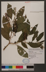 Phytolacca americana L. 美洲商陸