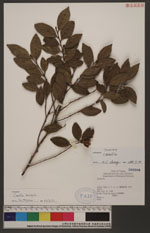 Camellia brevistyla (Hayata) Cohen-Stuart 短柱山茶