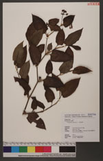 Polygonum chinense L. 火炭母草