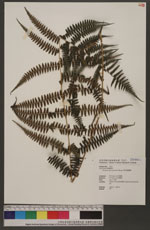 Athyrium oppositipinnum Hayata 對生蹄蓋蕨