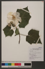 Hibiscus taiwanensis S. Y. Hu 山芙蓉