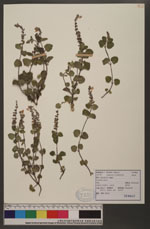 Scutellaria indica L. 耳挖草