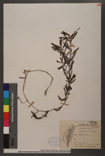 Potamogeton crispus L. 馬藻