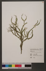 Lycopodium salvinioides (Hert.) Tagawa 小垂枝石松