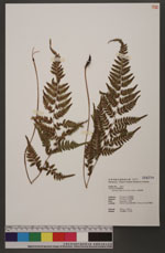 Athyrium vidalii (Fr. & Sav.) Nakai 山蹄蓋蕨