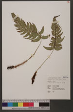 Polystichum tsus-simense (Hook.) J. Sm. 馬祖耳蕨