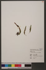Ctenopteris merrittii (Copel.) Tagawa 擬虎尾蒿蕨