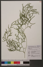 Lycopodium casuarinoides Spring 木賊葉石松