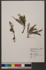 Ctenopteris curtisii (Baker) Copel. 蒿蕨