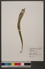 Ophioglossum pendulum L. 帶狀瓶爾小草