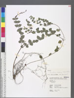 Scutellaria tashiroi Hayata 田代氏黃芩