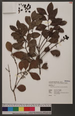 Ligustrum japonicum Thunb. var. pubescens Koidzumi 日本女貞