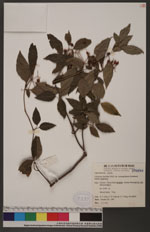 Viburnum foetidum Wall. var. rectangulatum (Graebner) Rehder 狹葉莢迷