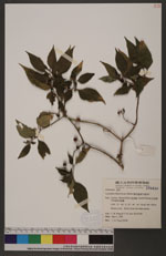 Lycianthes biflora (Lour.) Bitter 雙花龍葵