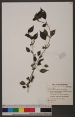 Boehmeria pilosiuscula (Blume) Hassk. 華南苧麻