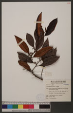 Chrysophyllum cainito L. 星蘋果