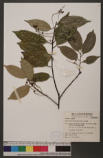 Prunus phaeosticta (Hance) Maxim. 黑星櫻