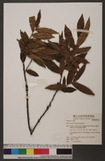 Eurya strigillosa Hayata 粗毛柃木