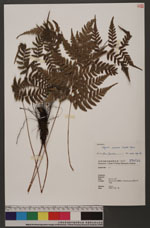 Athyrium arisanense (Hayata) Tagawa 阿里山蹄蓋蕨