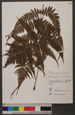Athyrium arisanense (Hayata) Tagawa 阿里山蹄蓋蕨