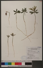 Podocarpus costalis Presl 蘭嶼羅漢松