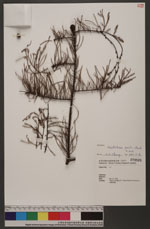 Glyptostrobus pensilis (Staunton ex D. Don) K. Koch