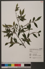 Eurya gnaphalocarpa Hayata 毛果柃木