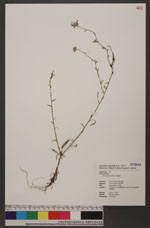 Aster hispidus Willd.