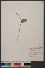 Ophioglossum austro-asiaticum Nishida 高山瓶爾小草