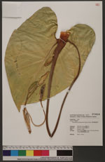 Homalomena philippinensis Engl. & Kraus 菲律賓扁葉芋