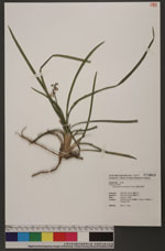 Ophiopogon intermedius D. Don 間型沿階草