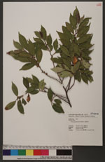 Eurya gnaphalocarpa Hayata 毛果柃木