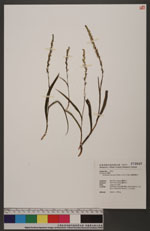 Herminium lanceum (Thunb. ex Sw.) Vuijk 細葉零餘子草