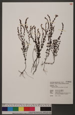 Euphrasia transmorrisonensis Hayata 玉山小米草