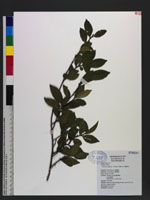 Eurya emarginata (Thunb.) Makino 凹葉柃木