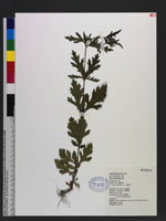 Verbena officinalis L. 馬鞭草