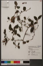 Smilax discotis Warburg subsp. concolor (Norton) T. Koyama 宜蘭菝契