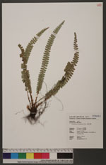 Polystichum stenophyllum Christ 芽苞耳蕨