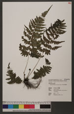Athyrium leiopodum (Hayata) Tagawa 平柄蹄蓋蕨