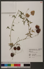 Cardiospermum halicacabum L. 倒地鈴