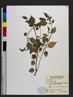 Physalis angulata L. 苦蘵