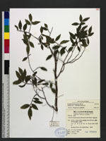 Camellia transnokoensis Hayata 光葉山茶