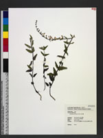 Scutellaria barbata D. Don 向天盞