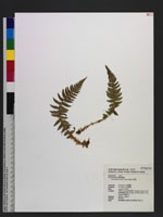 Polystichum wilsonii H. Christ 福山氏耳蕨