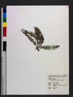 Ctenopteris obliquata (Blume) Copel. 密毛蒿蕨