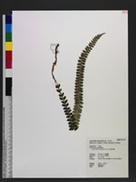 Polystichum stenophyllum Christ 芽苞耳蕨