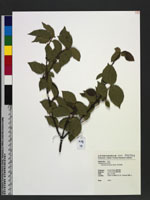 Viburnum luzonicum Rolfe 呂宋莢迷