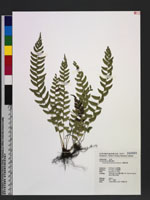 Polystichum formosanum Rosenst. 臺灣耳蕨